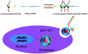 Graphical abstract: Biomimetic pseudopolyrotaxane prodrug micelles with high drug content for intracellular drug delivery