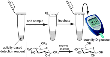 Graphical abstract: Reagents and assay strategies for quantifying active enzyme analytes using a personal glucose meter