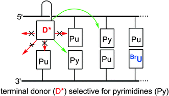 Graphical abstract: Enhancing excess electron transport in DNA