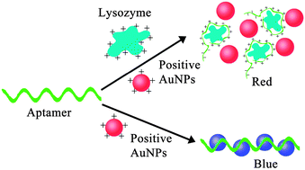 Graphical abstract: Target-induced charge reduction of aptamers for visual detection of lysozyme based on positively charged gold nanoparticles