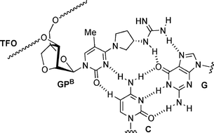 Graphical abstract: 2′,4′-BNA bearing a chiral guanidinopyrrolidine-containing nucleobase with potent ability to recognize the CG base pair in a parallel-motif DNA triplex