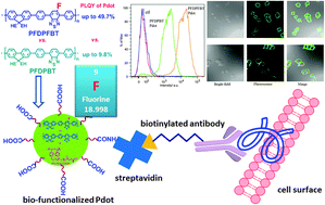 Graphical abstract: Highly luminescent, fluorinated semiconducting polymer dots for cellular imaging and analysis