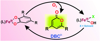 Graphical abstract: Catalytic and regiospecific extradiol cleavage of catechol by a biomimetic iron complex