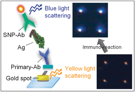 Graphical abstract: Selective fluorescent-free detection of biomolecules on nanobiochips by wavelength dependent-enhanced dark field illumination