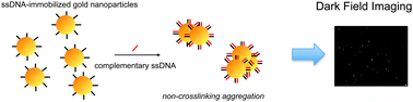 Graphical abstract: Detection of DNA induced gold nanoparticle aggregation with dark field imaging