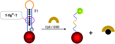 Graphical abstract: A gold nanocarrier and DNA–metal ligation-based sensing ensemble for fluorescent assay of thiol-containing amino acids and peptides