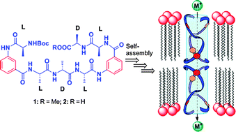 Graphical abstract: Active ion transporters from readily accessible acyclic octapeptides containing 3-aminobenzoic acid and alanine