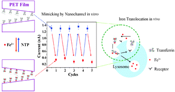 Graphical abstract: Mimicking the binding and unbinding of Fe3+ with transferrin using a single biomimetic nanochannel