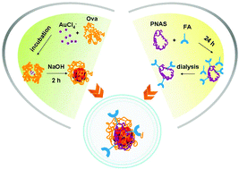 Graphical abstract: Folic acid-functionalized fluorescent gold nanoclusters with polymers as linkers for cancer cell imaging