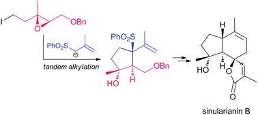 Graphical abstract: First total synthesis of (−)-sinularianin B