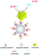 Graphical abstract: An affinity capture involved enzymatic assay for thrombin by using peptide aptamers as affinity ligands on magnetic beads