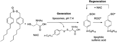 Graphical abstract: Antioxidant generation and regeneration in lipid bilayers: the amazing case of lipophilic thiosulfinates and hydrophilic thiols