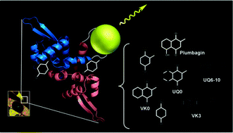 Graphical abstract: A highly sensitive and genetically encoded fluorescent reporter for ratiometric monitoring of quinones in living cells