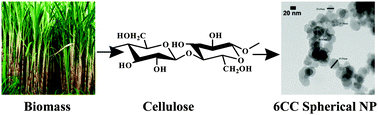 Graphical abstract: Functional nanoparticles obtained from cellulose: engineering the shape and size of 6-carboxycellulose