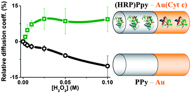 Graphical abstract: Modification with hemeproteins increases the diffusive movement of nanorods in dilute hydrogen peroxide solutions