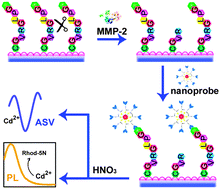 Graphical abstract: Ultrasensitive dual-channel detection of matrix metalloproteinase-2 in human serum using gold-quantum dot core–satellite nanoprobes