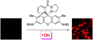 Graphical abstract: Rhodamine cyclic hydrazide as a fluorescent probe for the detection of hydroxyl radicals