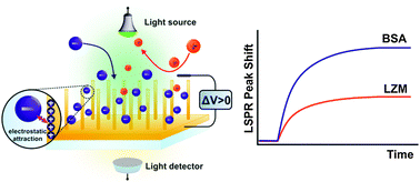 Graphical abstract: Real-time monitoring of electrochemical controlled protein adsorption by a plasmonic nanowire based sensor