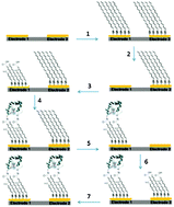 Graphical abstract: The spatial and sequential immobilisation of cytochrome c at adjacent electrodes