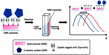 Graphical abstract: The use of an engineered single chain variable fragment in a localized surface plasmon resonance method for analysis of the C-reactive protein