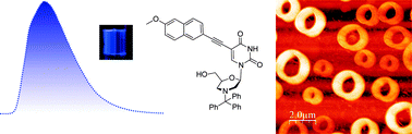 Graphical abstract: Photophysical studies and submicron ring formation of morpholino U-nucleoside monomers