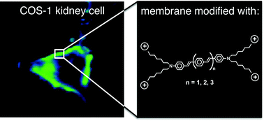 Graphical abstract: Increased ion conductance across mammalian membranes modified with conjugated oligoelectrolytes