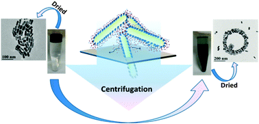 Graphical abstract: Exploring the amphiphilicity of PEGylated gold nanorods: mechanical phase transfer and self-assembly