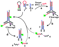 Graphical abstract: Amplified detection of DNA by an analyte-induced Y-shaped junction probe assembly followed with a nicking endonuclease-mediated autocatalytic recycling process