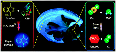 Graphical abstract: Bioluminescence as a light source for photosynthesis