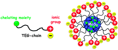 Graphical abstract: Surface modification of MoS2 nanoparticles with ionic liquid–ligands: towards highly dispersed nanoparticles