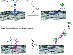 Graphical abstract: A new strategy for designing a graphene oxide-based DNA hairpin probe: fluorescence upon switching the orientation of the sticky end