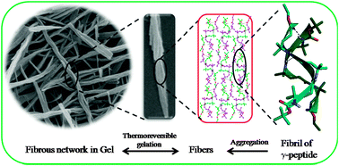 Graphical abstract: Remarkable thermoresponsive nanofibers from γ-peptides