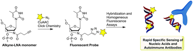 Graphical abstract: “Clickable” LNA/DNA probes for fluorescence sensing of nucleic acids and autoimmune antibodies