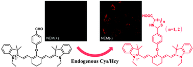 Graphical abstract: A highly sensitive near-infrared fluorescent probe for cysteine and homocysteine in living cells