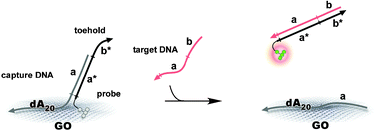 Graphical abstract: DNA analysis based on toehold-mediated strand displacement on graphene oxide