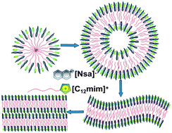 Graphical abstract: First observation of rich lamellar structures formed by a single-tailed amphiphilic ionic liquid in aqueous solutions