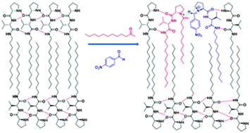 Graphical abstract: Substrate selective catalytic molecular hydrogels: the role of the hydrophobic effect