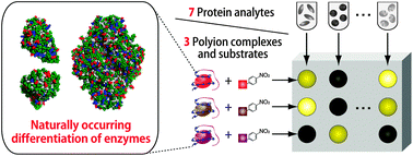 Graphical abstract: Polyion complex libraries possessing naturally occurring differentiation for pattern-based protein discrimination