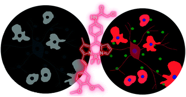 Graphical abstract: Microglia specific fluorescent probes for live cell imaging