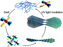 Graphical abstract: Chiral self-assembly and reversible light modulation of a polyoxometalate complex via host–guest recognition