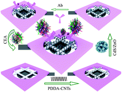 Graphical abstract: Paper-based photoelectrochemical immunosensing based on CdS QD sensitized multidimensional porous ZnO spheres promoted by carbon nanotubes