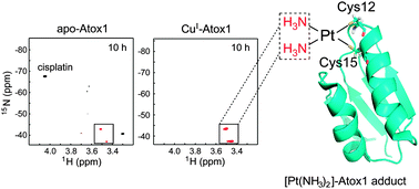 Graphical abstract: Copper binding promotes the interaction of cisplatin with human copper chaperone Atox1