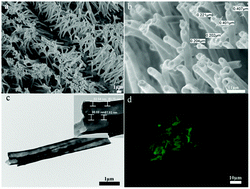 Graphical abstract: Transmembrane molecular transport through nanopores formed by protein nanotubes