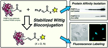 Graphical abstract: Stabilized Wittig olefination for bioconjugation