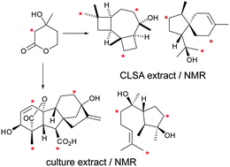 Graphical abstract: Labelling studies on the biosynthesis of terpenes in Fusarium fujikuroi