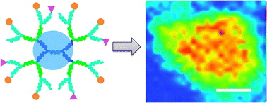 Graphical abstract: Dendrimer–folate–copper conjugates as bioprobes for synchrotron X-ray fluorescence imaging