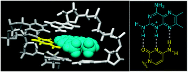 Graphical abstract: 2,4-Diamino-6,7-dimethylpteridine as a fluorescent ligand for binding and sensing an orphan cytosine in RNA duplexes