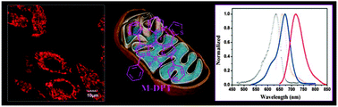 Graphical abstract: A near-infrared dye based on BODIPY for tracking morphology changes in mitochondria