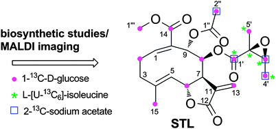 Graphical abstract: A biosynthetic pathway of sesquiterpene lactones in Smallanthus sonchifolius and their localization in leaf tissues by MALDI imaging