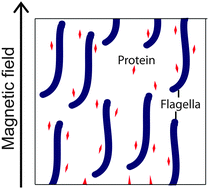Graphical abstract: Flagella as a novel alignment medium for the measurement of residual dipolar couplings in proteins